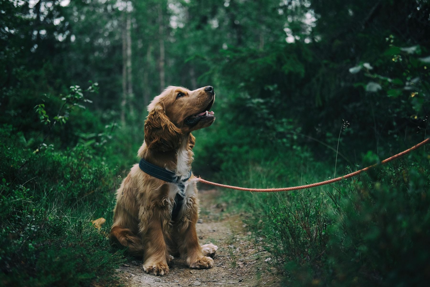 A dog on a lead sitting calmly on a forest path
